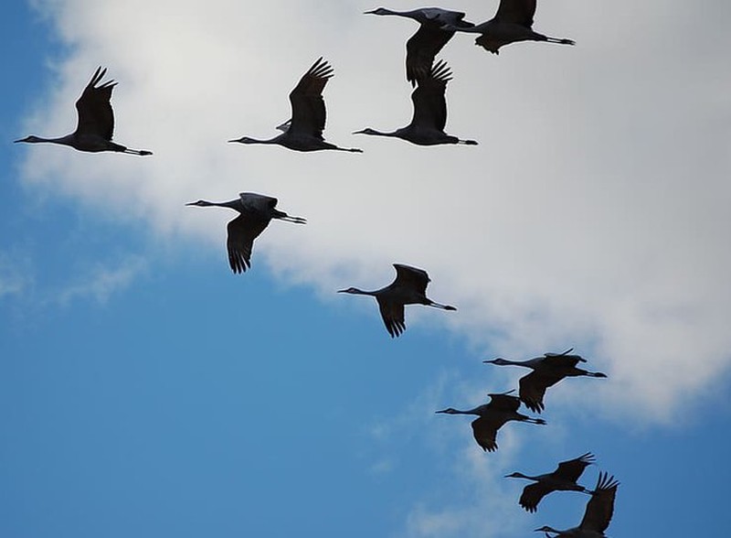 Cranes flying overhead.