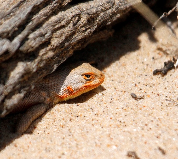 Dunes sagebrush lizard (DSL)