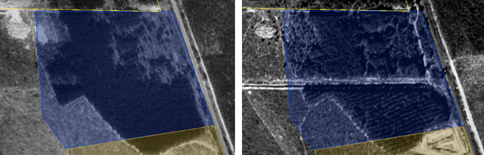 The high-density pine stand of Unit B in 1993 (left) was systematically thinned and showed some forest in-growth in the northeast quadrat by February 1999 (right).