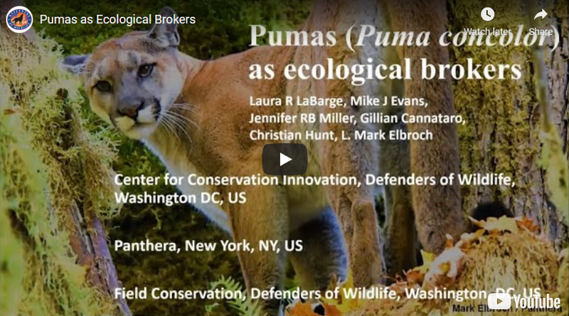 Pumas (Puma concolor) as Ecological Brokers