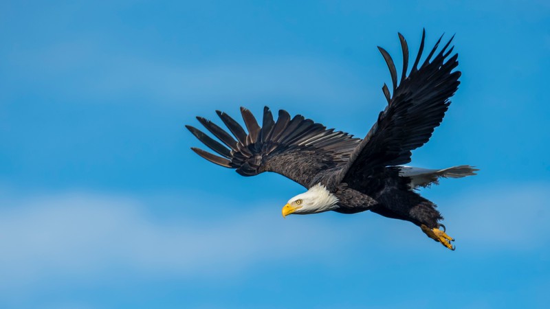 Saving the Bald Eagle - a Conservation Success Story