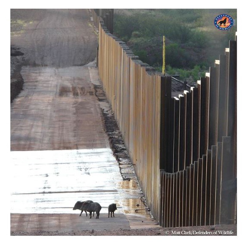 How Trump's Wall Would Alter Our Biological Identity Forever