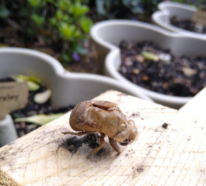 City Nature Challenge Meets Emergence of Brood X Cicadas