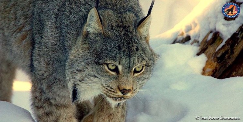 Quickening the Countdown to Extinction for Canada Lynx
