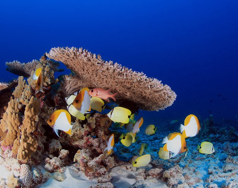 The Global Assault on Corals