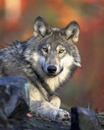 Better representation is needed in Endangered Species Act implementation