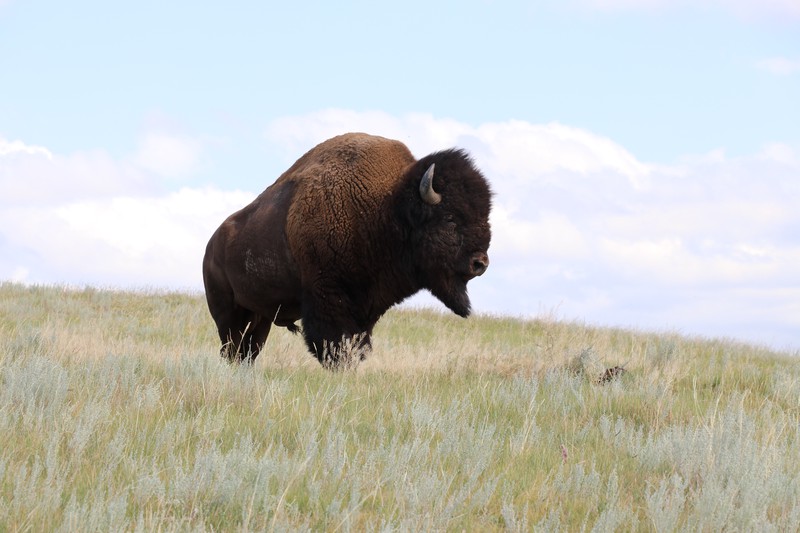 Bison Restoration on the Great Plains