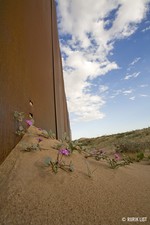 Nature divided, scientists united: US-Mexico border wall threatens biodiversity and binational conservation