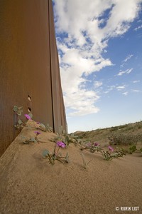 Nature divided, scientists united: US-Mexico border wall threatens biodiversity and binational conservation image.