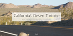 California's Desert Tortoise