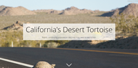 California's Desert Tortoise image.