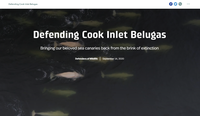Defending Cook Inlet Belugas image.
