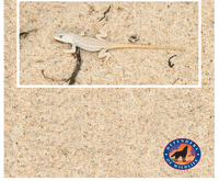 Petition to List the Dunes Sagebrush Lizard as a Threatened or Endangered Species and Designate Critical Habitat image.