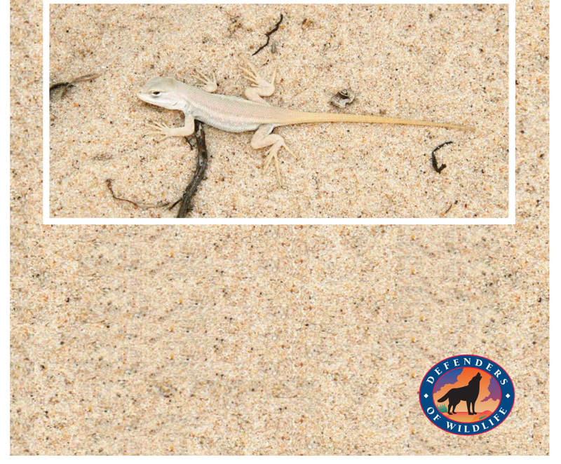 Petition to List the Dunes Sagebrush Lizard as a Threatened or Endangered Species and Designate Critical Habitat