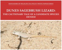 Dunes Sagebrush Lizard: The Cautionary Tale of a Candidate Species Denied image.
