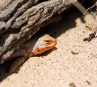 Sand Mines Destroying Dunes Sagebrush Lizard Habitat image.