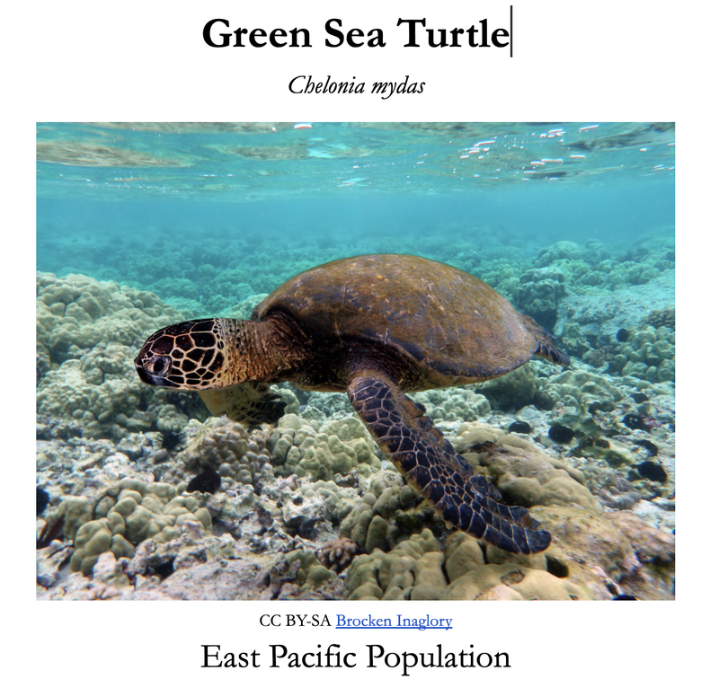 A green sea turtle on the cover of a recovery doc.