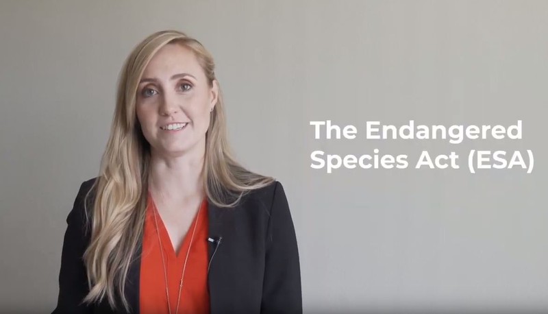 The Endangered Species Act 101