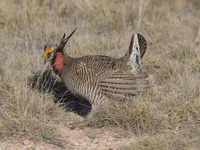 Lesser prairie-chicken habitat changes since court delisting image.