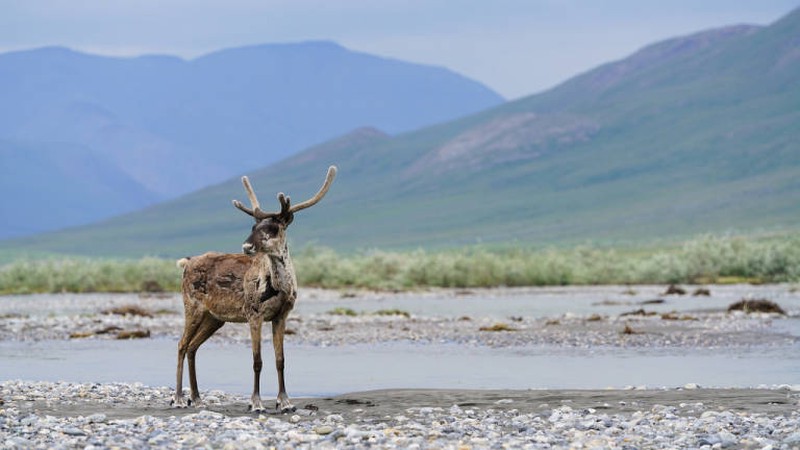 Assessment of Ecological and Cultural Values within the National Petroleum Reserve - Alaska