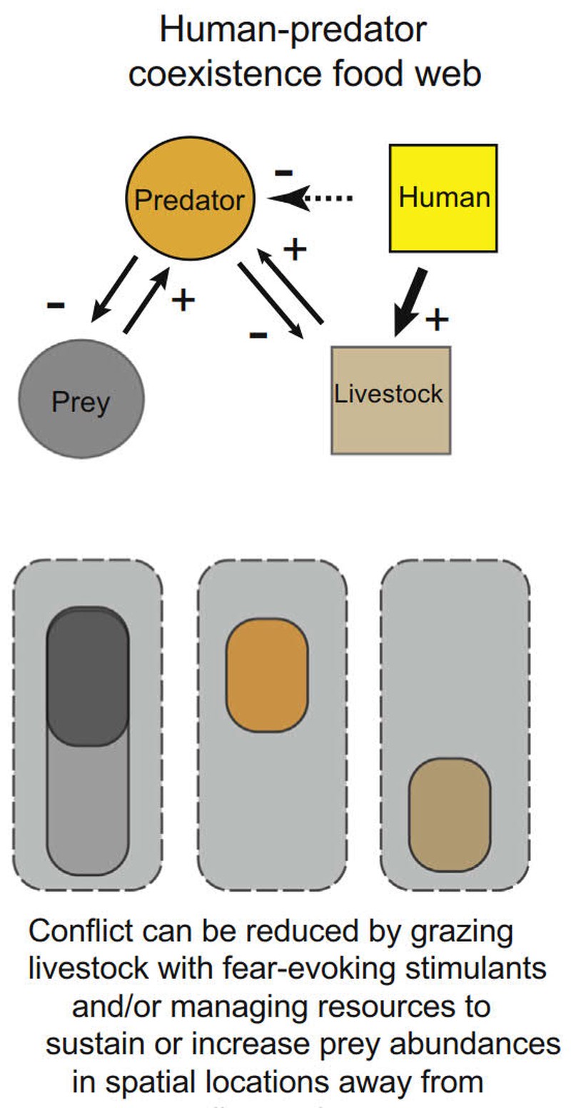 Landscape of fear and human-predator coexistence: Applying spatial predator-prey interaction theory to understand and reduce carnivore-livestock conflict