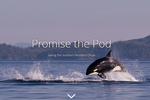 Promise the Pod: Saving the Southern Resident Orcas