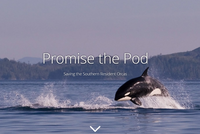Promise the Pod: Saving the Southern Resident Orcas image.