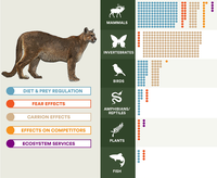 Pumas (Puma concolor) as ecological brokers: a review of their basic relationships image.