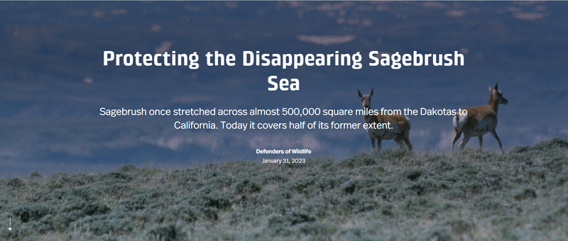 Protecting the Disappearing Sagebrush Sea