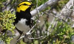 Spatiotemporal patterns in Golden-cheeked Warbler breeding habitat quantity and suitability