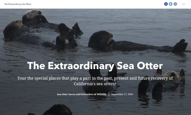 The Extraordinary Sea Otter