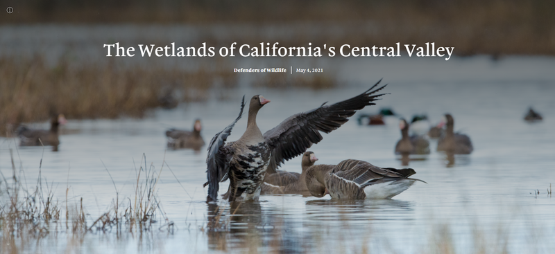The Wetlands of California's Central Valley