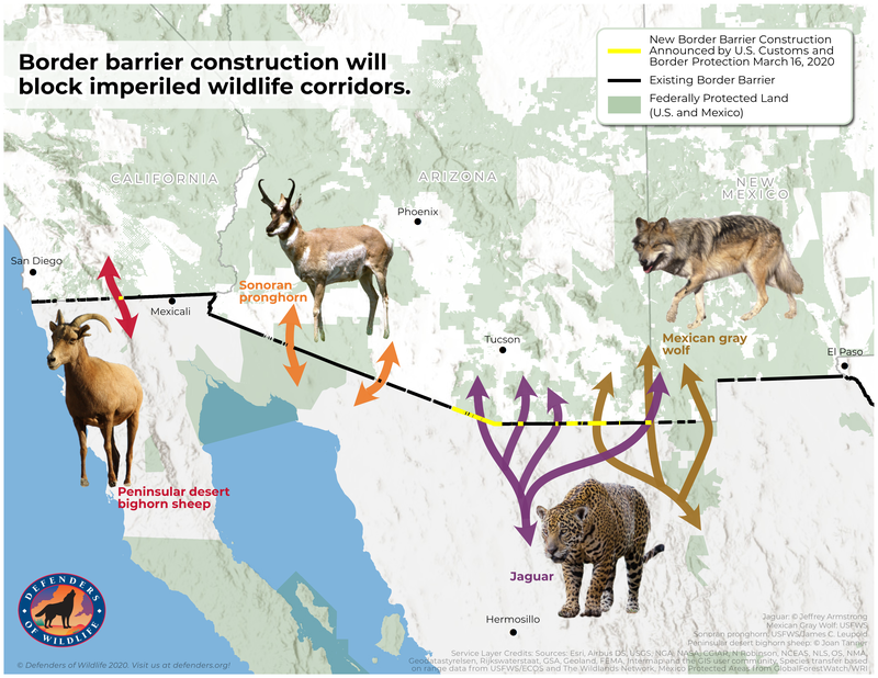 Impacts to Wildlife Along the U.S.-Mexico Border: March 2020 Waivers