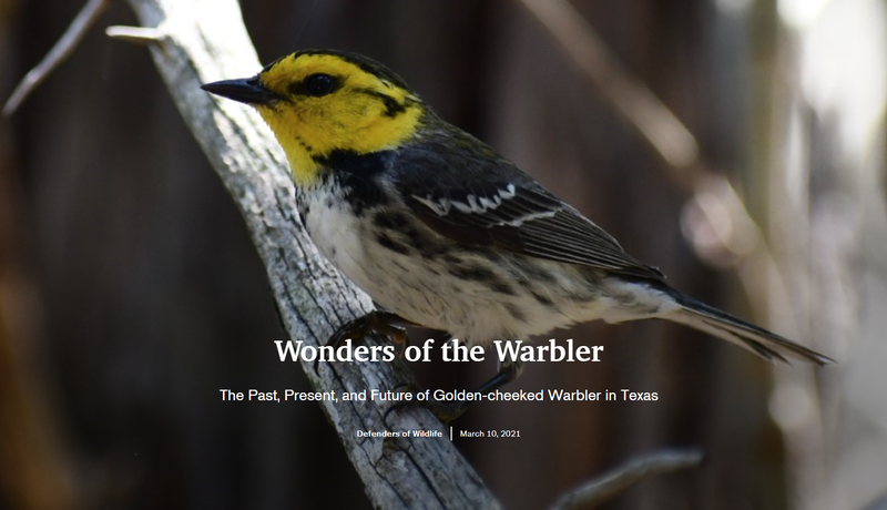 Wonders of the Warbler
